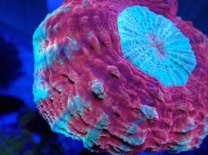 画像2: No.24 アザミハナガタサンゴ レッドマルチ (2)