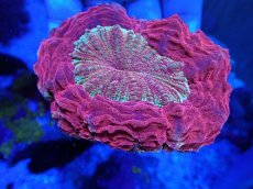 画像1: No.25 アザミハナガタサンゴ レッドマルチ (1)