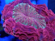 画像2: No.25 アザミハナガタサンゴ レッドマルチ (2)