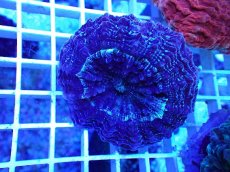 画像1: No.26 アザミハナガタサンゴ カラー (1)