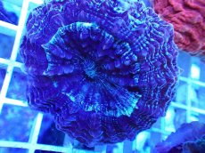 画像2: No.26 アザミハナガタサンゴ カラー (2)