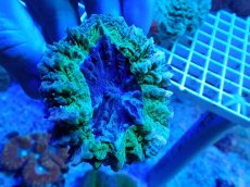 画像1: No.27 アザミハナガタサンゴ グリーン (1)