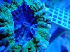 画像2: No.27 アザミハナガタサンゴ グリーン (2)