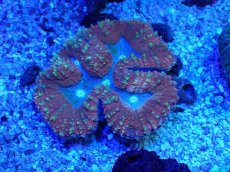 画像1: No.1 ハナガタサンゴ マルチカラー (1)