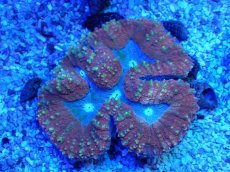 画像2: No.1 ハナガタサンゴ マルチカラー (2)