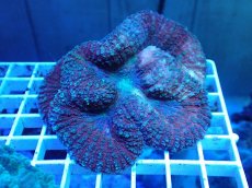 画像1: No.2 ハナガタサンゴ レッドカラー (1)