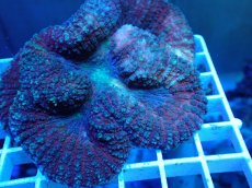 画像2: No.2 ハナガタサンゴ レッドカラー (2)