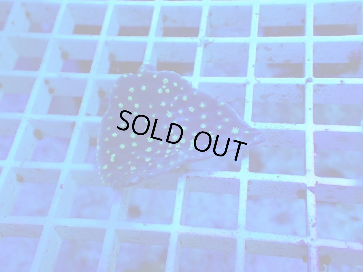 画像1: No.1 ヨコミゾスリバチサンゴ (1)