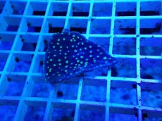 画像1: No.1 ヨコミゾスリバチサンゴ (1)