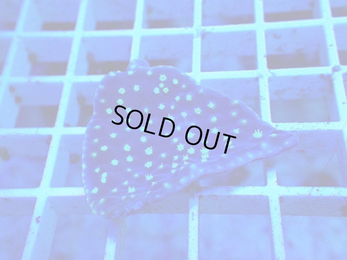 画像2: No.1 ヨコミゾスリバチサンゴ (2)