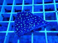 画像2: No.1 ヨコミゾスリバチサンゴ (2)