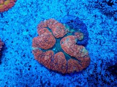 画像1: No.3 ハナガタサンゴ レッド (1)