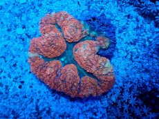 画像2: No.3 ハナガタサンゴ レッド (2)