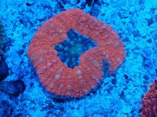 画像1: No.4 ハナガタサンゴ レッド (1)