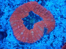 画像2: No.4 ハナガタサンゴ レッド (2)