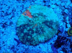 画像1: No.5 ガラハナガタサンゴ (1)