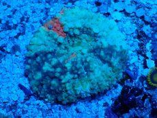 画像2: No.5 ガラハナガタサンゴ (2)