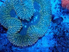 画像2: No.6 ハナガタサンゴ オレンジチップ (2)