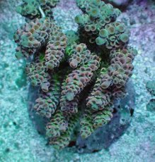 画像1: No.1 ウスエダミドリイシ ピンク (1)