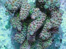 画像2: No.1 ウスエダミドリイシ ピンク (2)