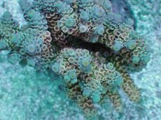 画像2: No.2 ウスエダミドリイシ ピンク (2)