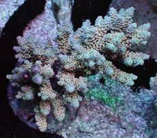 画像1: No.3 ウスエダミドリイシ ピンク (1)