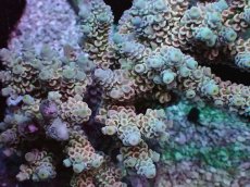 画像2: No.3 ウスエダミドリイシ ピンク (2)