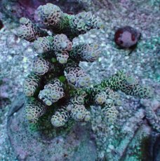 画像1: No.4 ウスエダミドリイシ ピンク (1)