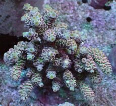 画像1: No.5 ウスエダミドリイシ ピンク (1)