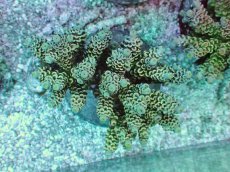 画像1: No.6 ウスエダミドリイシ マルチカラー (1)