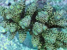 画像2: No.6 ウスエダミドリイシ マルチカラー (2)