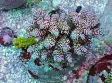 画像1: No.7 ウスエダミドリイシ ピンク (1)