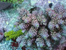 画像2: No.7 ウスエダミドリイシ ピンク (2)