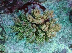 画像1: No.8 ウスエダミドリイシ ピンク (1)