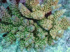 画像2: No.8 ウスエダミドリイシ ピンク (2)