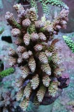 画像1: No.9 ウスエダミドリイシ ピンク (1)