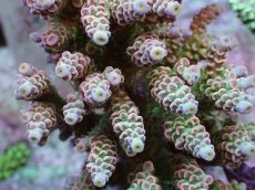 画像2: No.9 ウスエダミドリイシ ピンク (2)