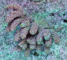 画像1: No.10 ウスエダミドリイシ ピンク (1)