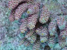 画像2: No.10 ウスエダミドリイシ ピンク (2)