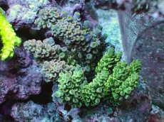 画像1: No.11 ウスエダミドリイシ ピンク＆イエローグリーン (1)