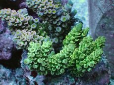 画像2: No.11 ウスエダミドリイシ ピンク＆イエローグリーン (2)