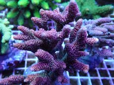 画像2: No.12 ハイマツミドリイシ レッド (2)