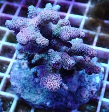 画像1: No.13 ハイマツミドリイシ レッドピンク (1)