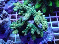 画像1: No.14 ハイマツミドリイシ グリーン (1)