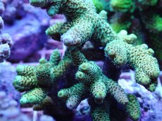 画像2: No.14 ハイマツミドリイシ グリーン (2)