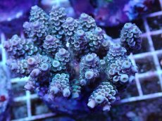 画像1: No.15 ウスエダミドリイシ ピンク (1)