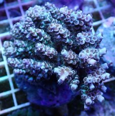 画像1: No.16 ウスエダミドリイシ ピンク (1)