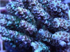 画像2: No.16 ウスエダミドリイシ ピンク (2)