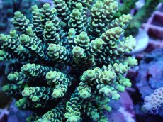 画像2: No.17 ウスエダミドリイシ イエロー (2)