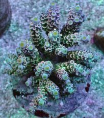 画像1: No.18 ウスエダミドリイシ ピンク (1)